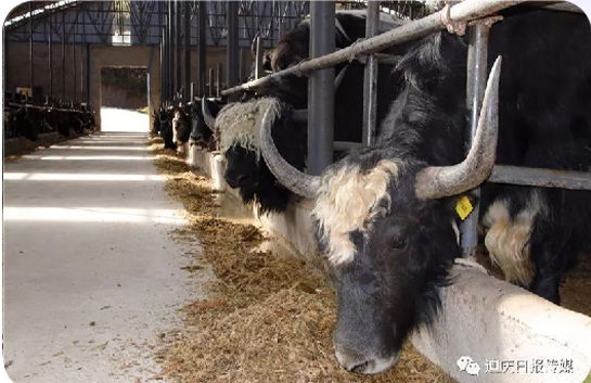 香格里拉牦牛的养殖管理技术